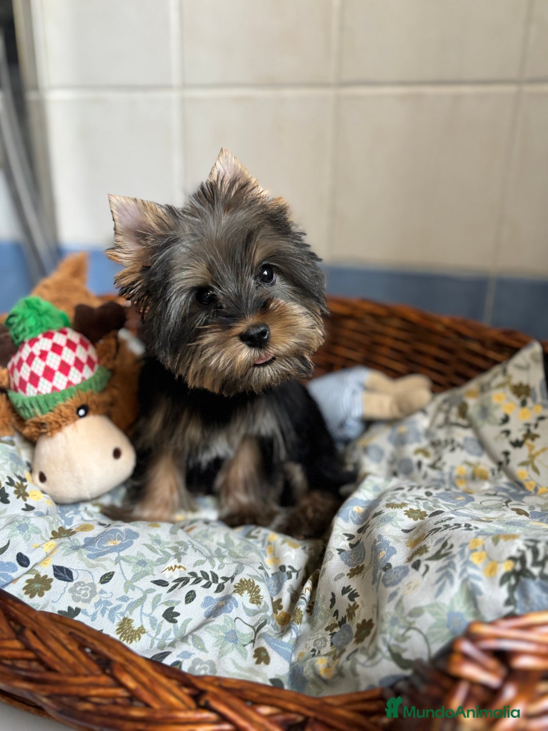 Yorkshire Terrier perros en venta: Yorkshire toy hembra disponible  - Imagen 2