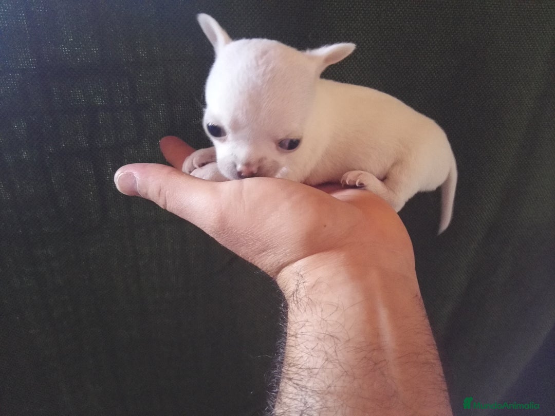 Chihuahua perros en venta: Chihuahuas cabecita de manzana 🍏 - Anuncio 4