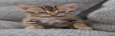 Bengalí Gatito 1