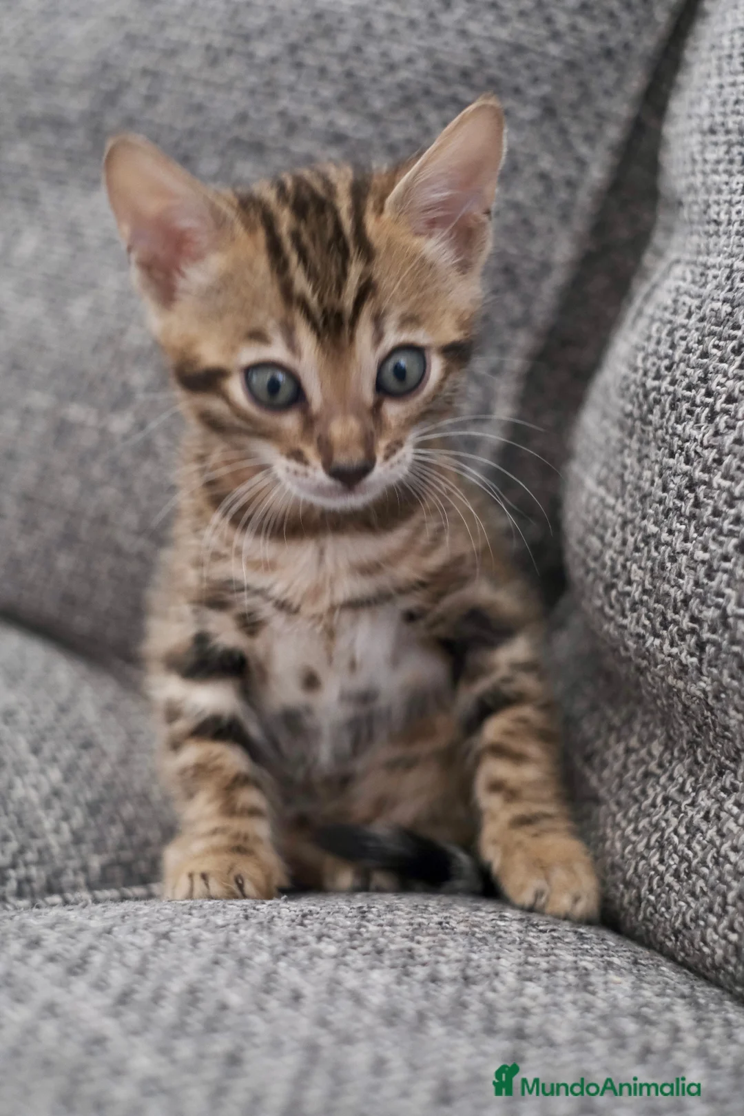Bengalí gatos en venta: Hembra Gata Bengalí - Anuncio 16