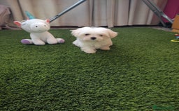 Bichón Maltés perros en venta: OPORTUNIDAD UNICA  - Imagen 2