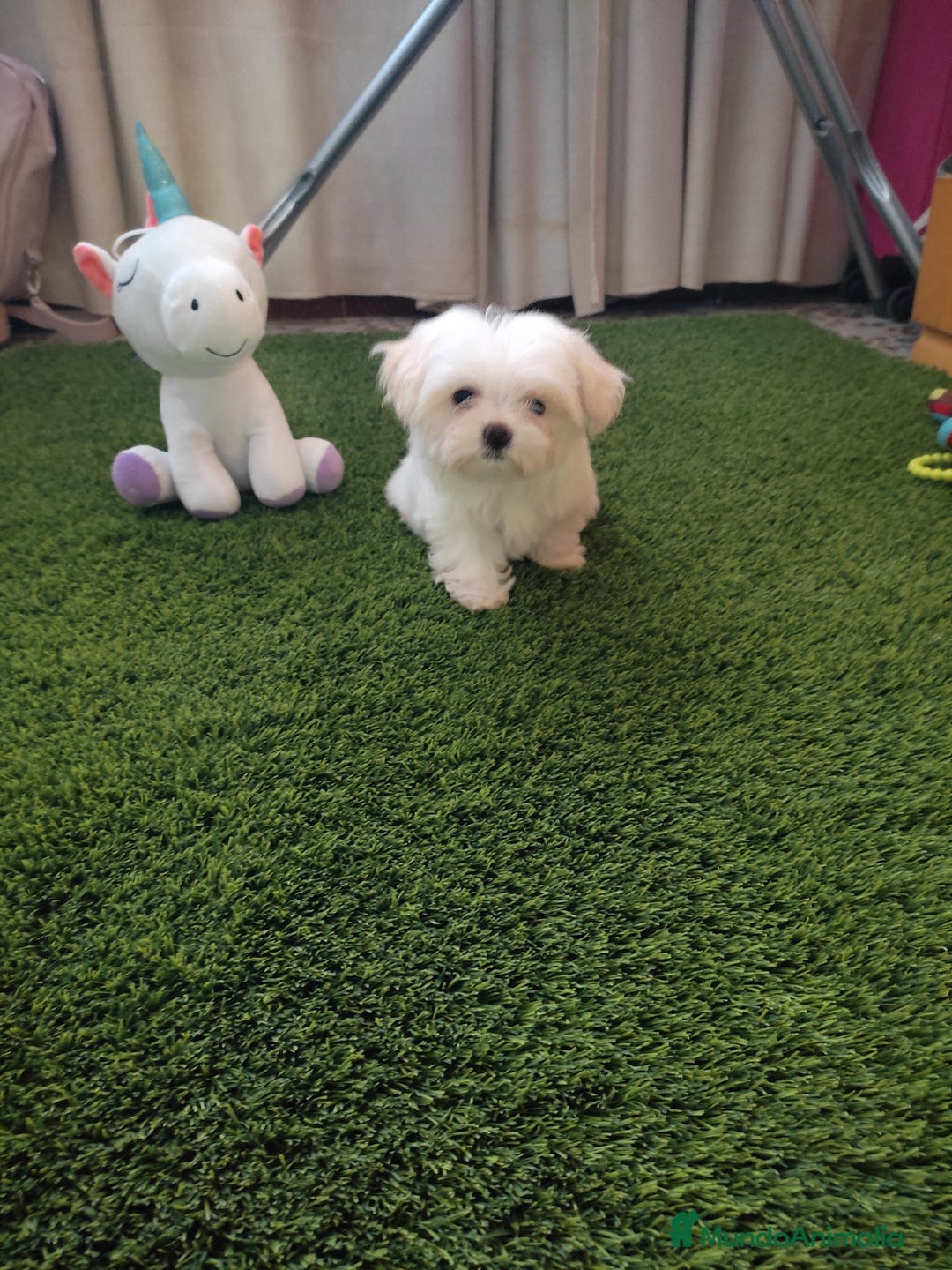 Bichón Maltés perros en venta: OPORTUNIDAD UNICA  - Imagen 2