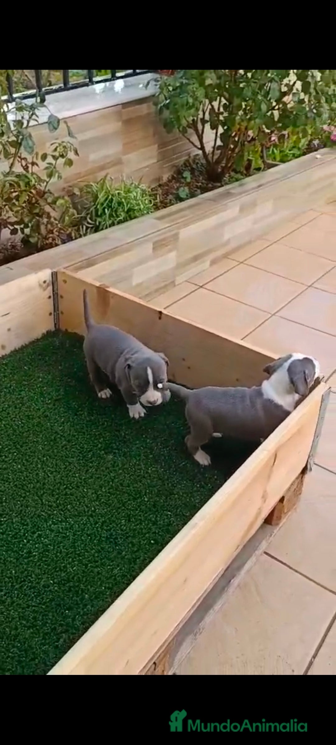 American Staffordshire-Terrier perros en venta: Estanford  - Anuncio 2