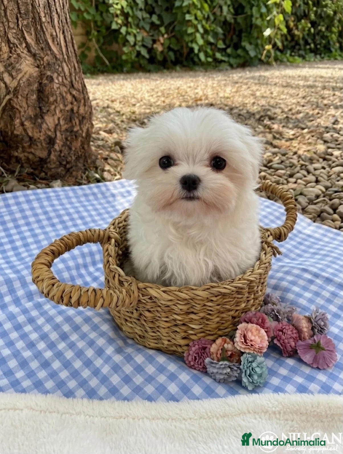 Bichón Maltés perros Bichon Maltes Toy Coreano - Anuncio 2