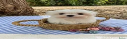 Bichón Maltés perros en venta: Bichon Maltes Toy Coreano - Anuncio 2