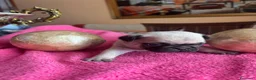Carlino - Pug perros en venta: Cachorros de carlino  - Anuncio 4