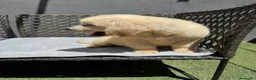 Golden Retriever perros en venta: Cachorro golden retriever - Anuncio 2