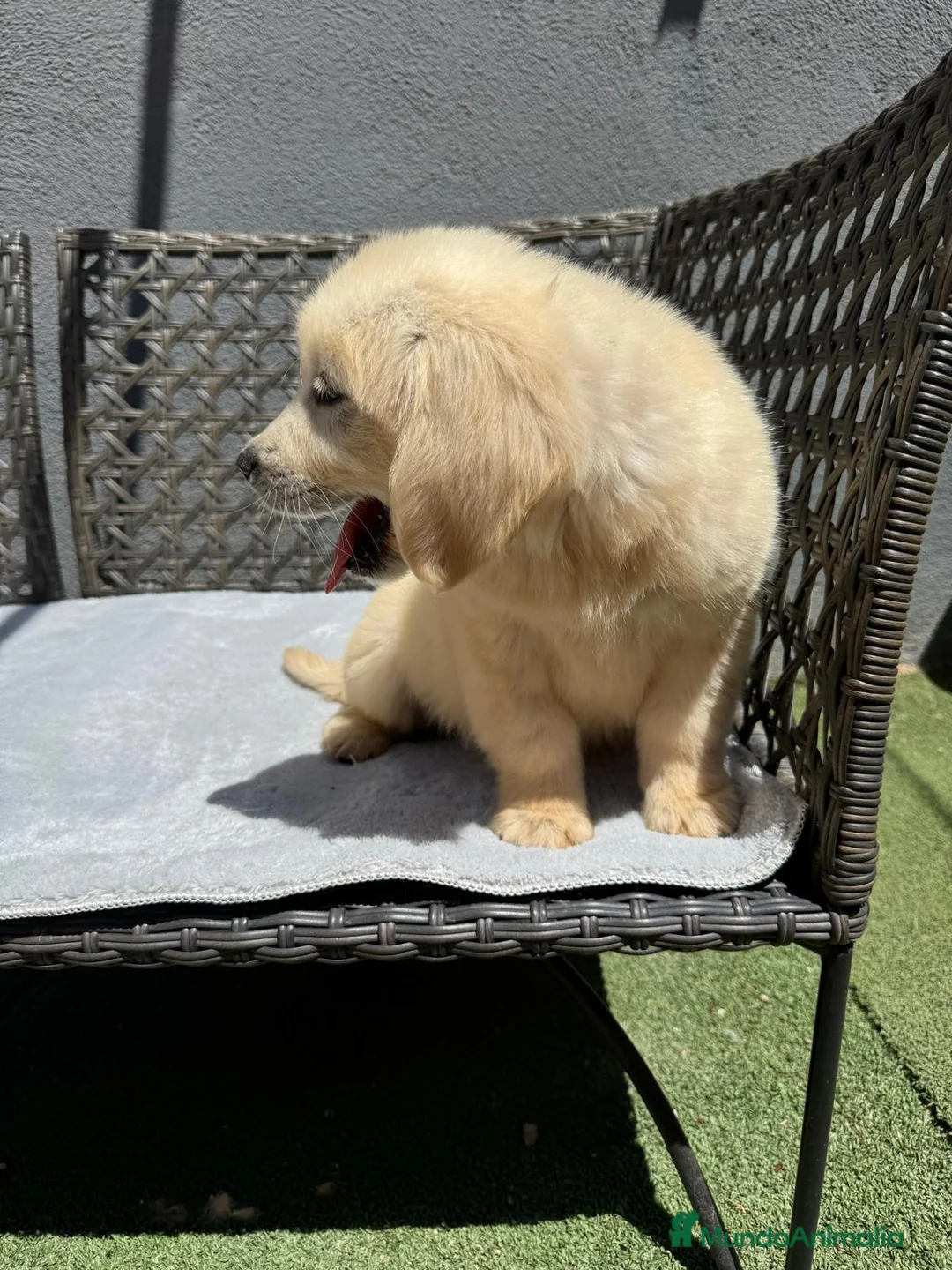 Golden Retriever perros en venta: Cachorro golden retriever - Anuncio 2