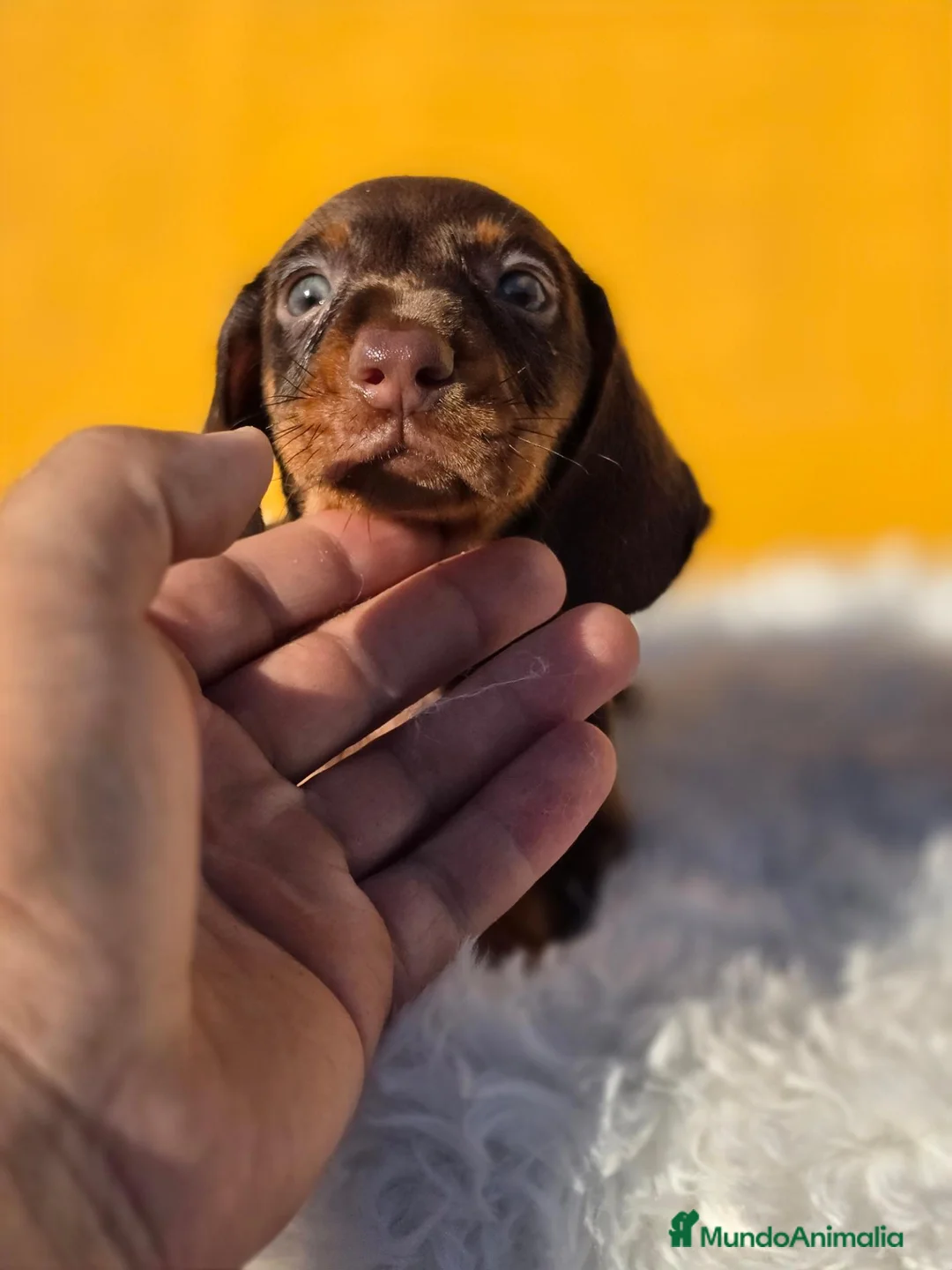 Teckel Miniatura perros en venta: Teckel chocolate unicoss - Anuncio 2