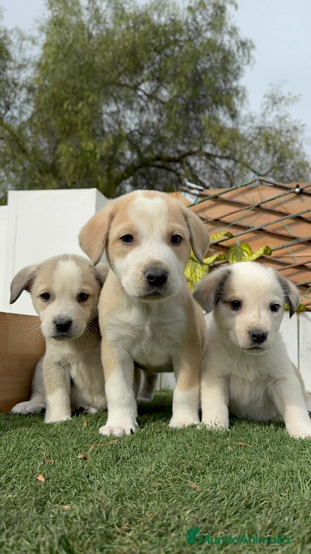 Mastín Español perros en venta: MASTIN ESPAÑOL - Anuncio 5