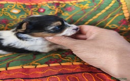 Biewer Yorkshire Terrier a la Pom Pon perros en venta: Yorkshire biewer - Imagen 3