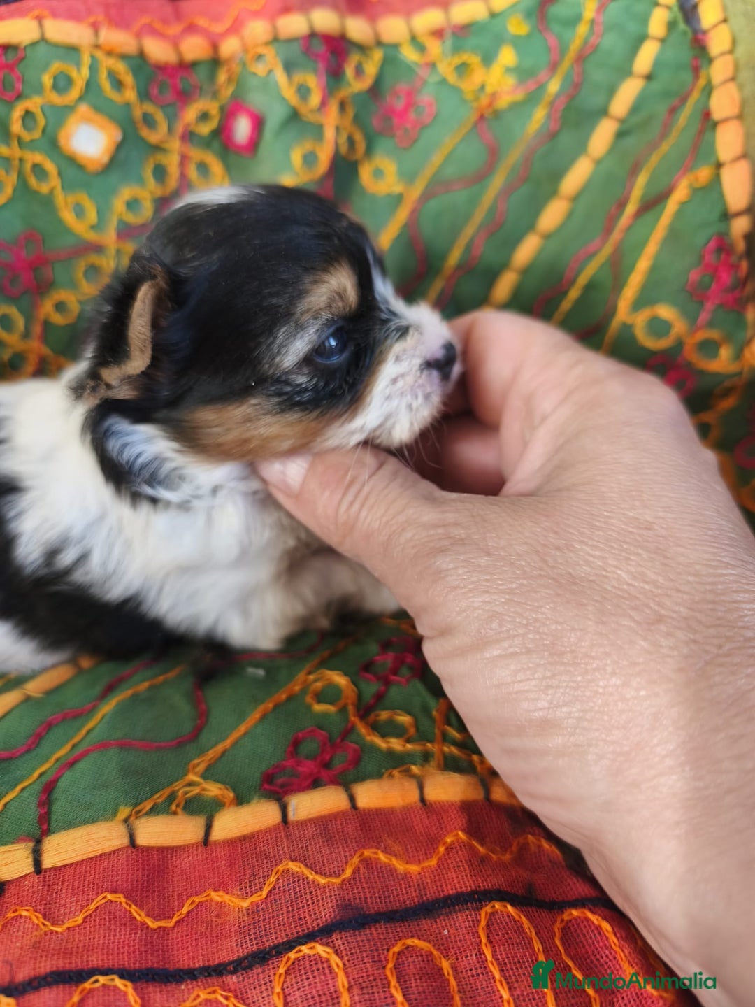 Biewer Yorkshire Terrier a la Pom Pon perros en venta: Yorkshire biewer - Imagen 3