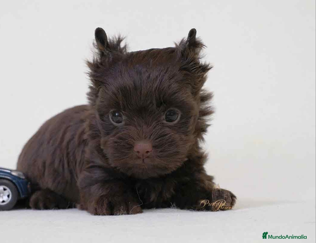 Yorkshire Terrier perros Machito Yorkshire Chocolate  - Anuncio 34