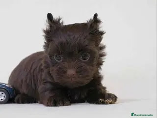Yorkshire Terrier perros Machito Yorkshire Chocolate - Anuncio 34
