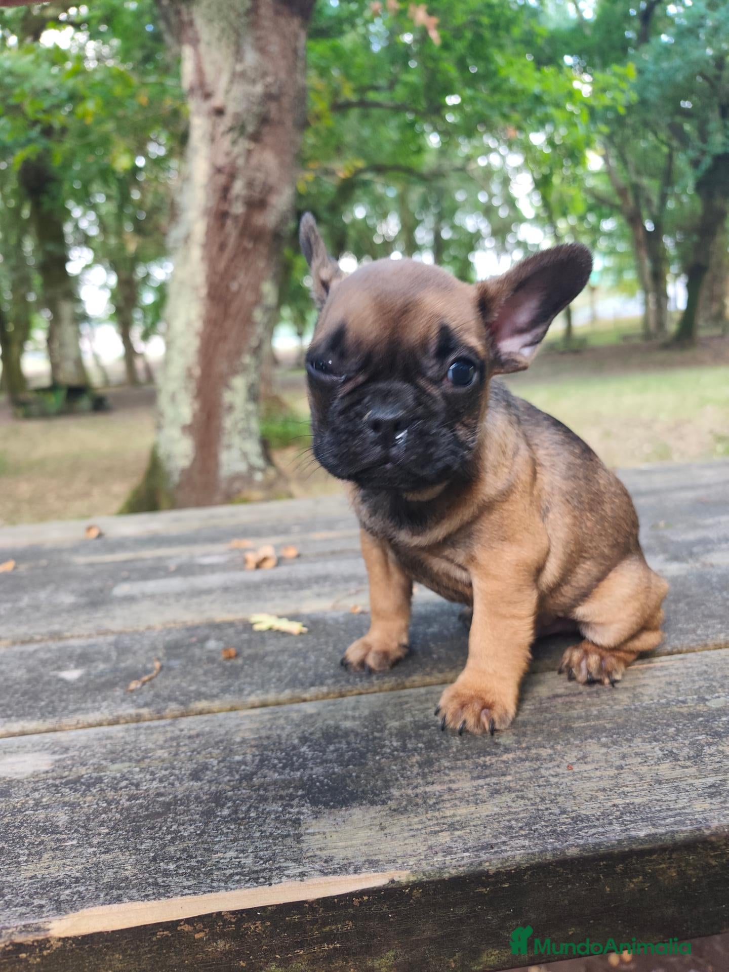 Bulldog Francés perros Bulldog francés fawn - Anuncio 1