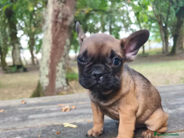 Bulldog Francés perros Bulldog francés fawn - Anuncio 1