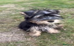 Yorkshire Terrier perros en venta: Yorkshire terrier macho - Imagen 5