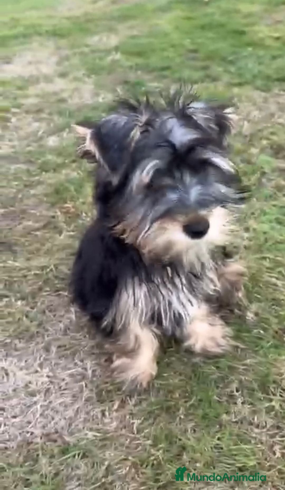 Yorkshire Terrier perros en venta: Yorkshire terrier macho - Imagen 5