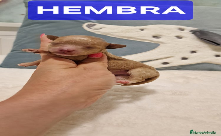 Caniche Toy perros - Propaganda 8