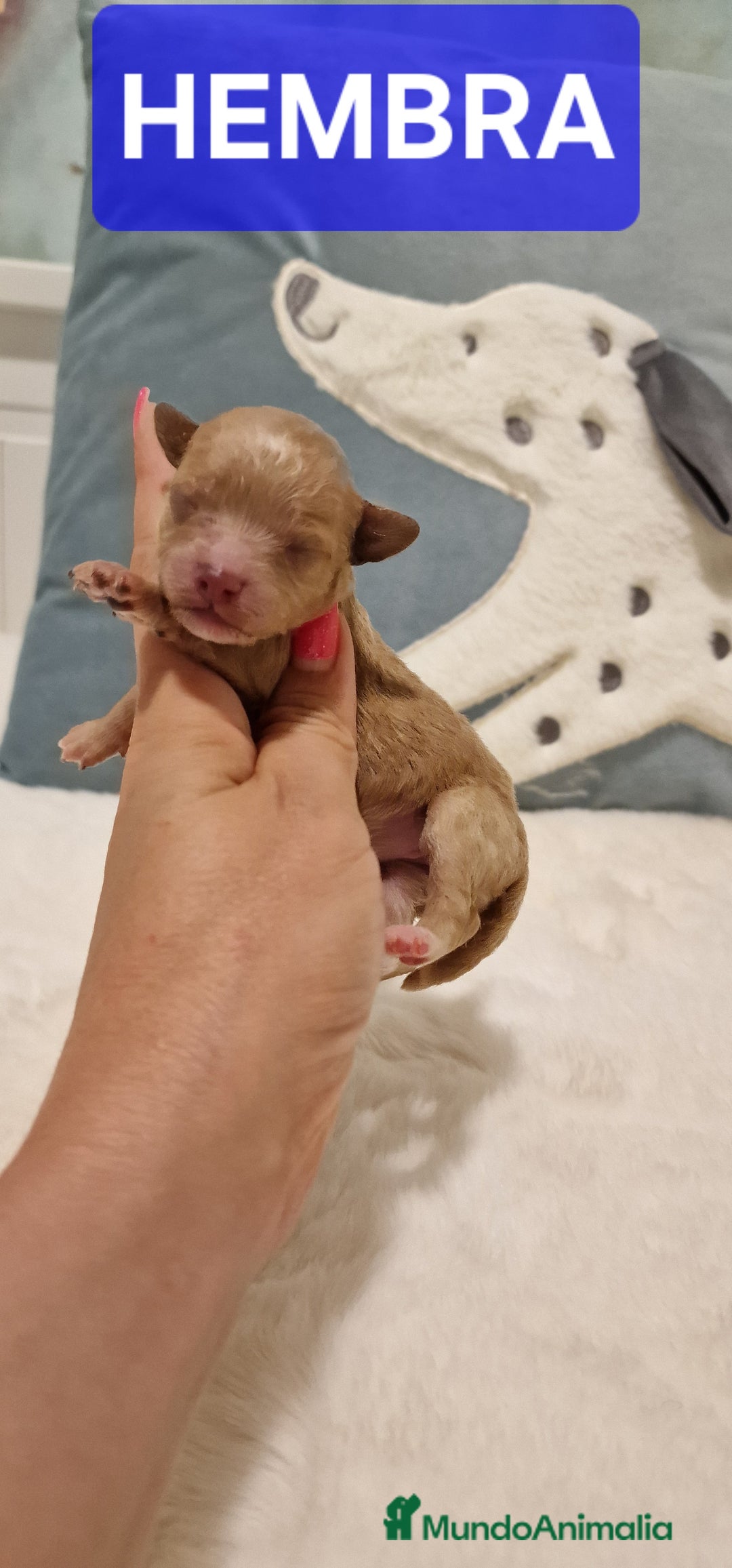 Caniche Toy perros en venta: Hembra y machos caniche toy  - Imagen 1