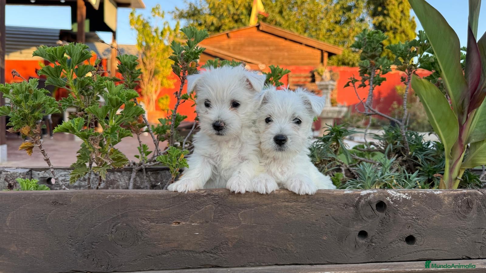 West Highland White Terrier perros Cachorritos de westy - Anuncio 2