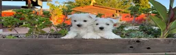 West Highland White Terrier perros en venta: Cachorritos de westy - Anuncio 1