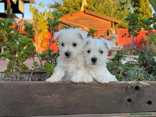 West Highland White Terrier perros Cachorritos de westy - Anuncio 1