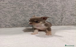 Chihuahua perros en venta: Chihuahua macho toys - Imagen 4