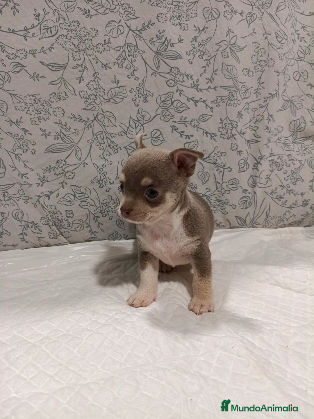 Chihuahua perros en venta: Chihuahua macho toys - Imagen 4