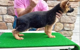 Pastor Alemán perros en venta: Pastores alemanes de CARMARGUT - Imagen 8