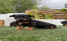 Pinscher Miniatura perros en venta: Pinscher - Imagen 12