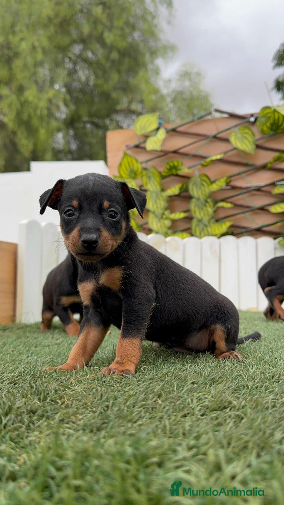 Pinscher Miniatura perros en venta: Pinscher - Imagen 12