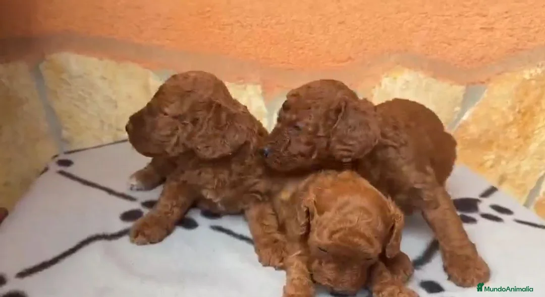Caniche Toy perros en venta: ‼️‼️CANICHES ROJOS 50% ASIÁTICOS  - Anuncio 1