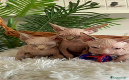 Sphynx gatos en venta: GATITAS SPHYNX - Anuncio 8