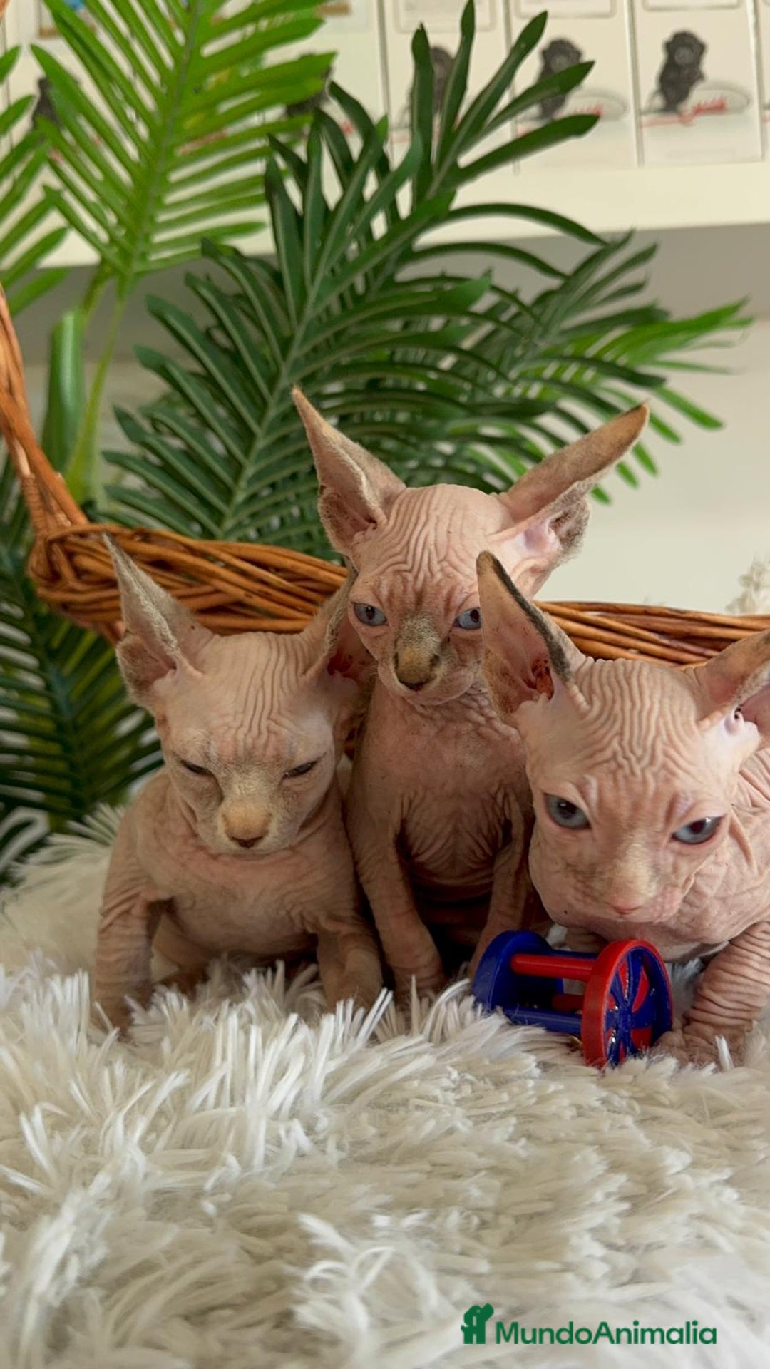 Sphynx gatos en venta: GATITAS SPHYNX - Anuncio 8