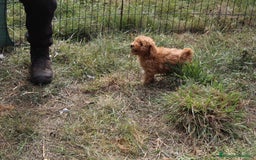 Caniche Toy perros en venta: Caniche toy apricot  - Imagen 2