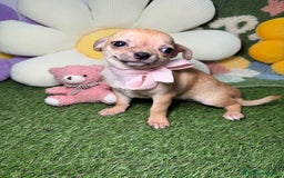 Chihuahua perros en venta: Chihuahuas Macho y Hembra Toy Canela - Imagen 5