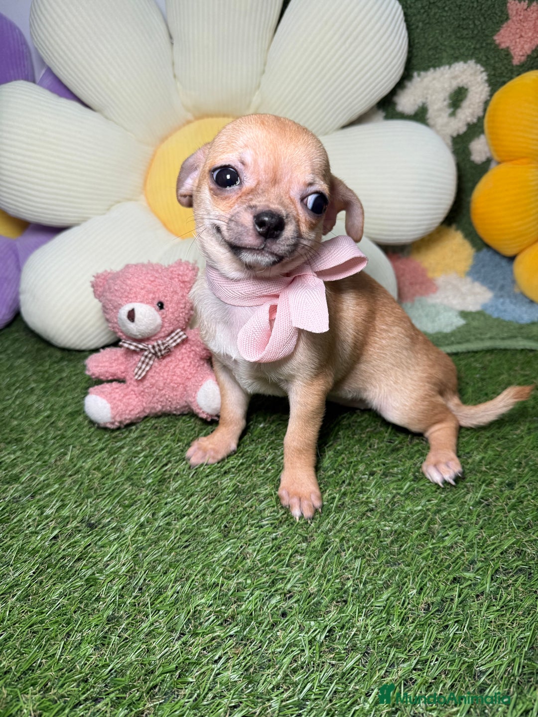 Chihuahua perros en venta: Chihuahuas Macho y Hembra Toy Canela - Imagen 5