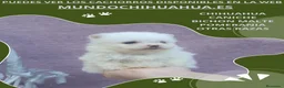 Pomerania perros en venta: PRECIOSO CACHORITO DE POMERANIA TOY    - Anuncio 4