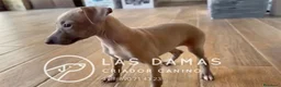 Pequeño Lebrel Italiano perros en venta: Galgo lebrel italiano - Anuncio 6