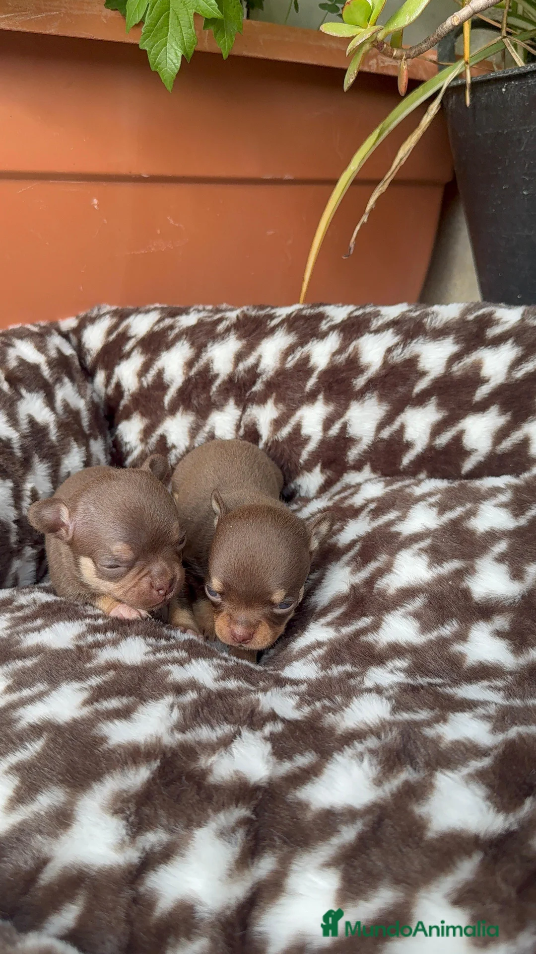 Chihuahua perros en venta: Chihuahuas Toy Cabeza Manzana Machos Chocolates - Anuncio 2