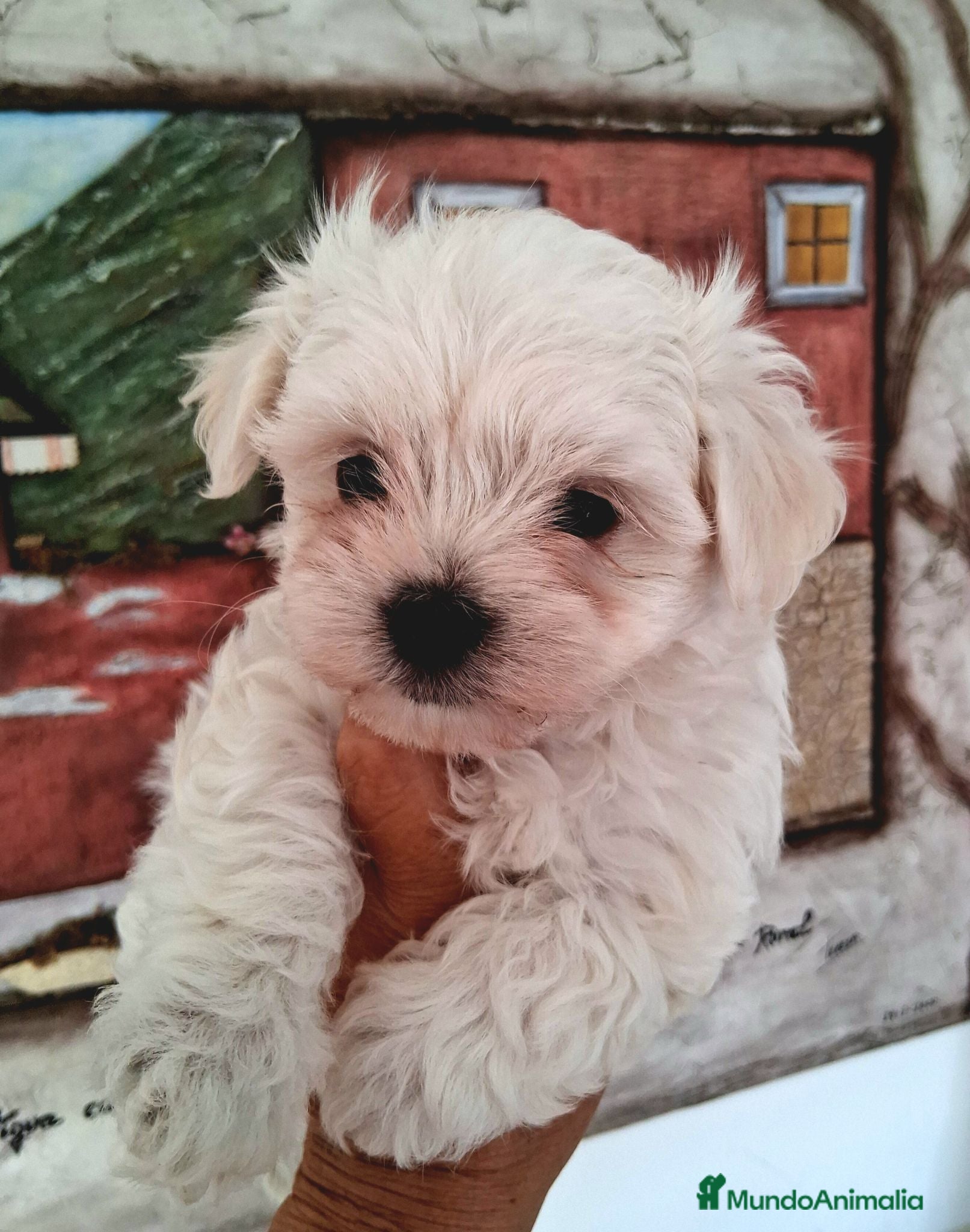 Bichón Maltés perros Bichón Maltés hembra toy - Anuncio 2