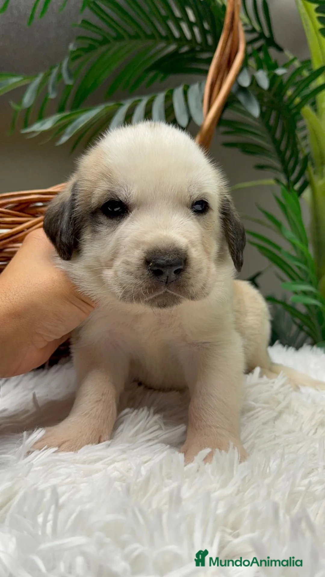 Mastín Español perros en venta: MASTIN ESPAÑOL - Anuncio 14