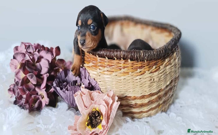 Pinscher Miniatura perros - Anuncio 1