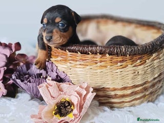 Pinscher Miniatura perros - Anuncio 1