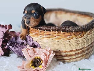 Pinscher Miniatura perros Mini Pinscher - Anuncio 1