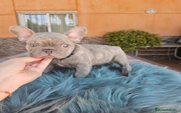 Bulldog Francés perros en venta: Bulldog francés lilac - Imagen 1