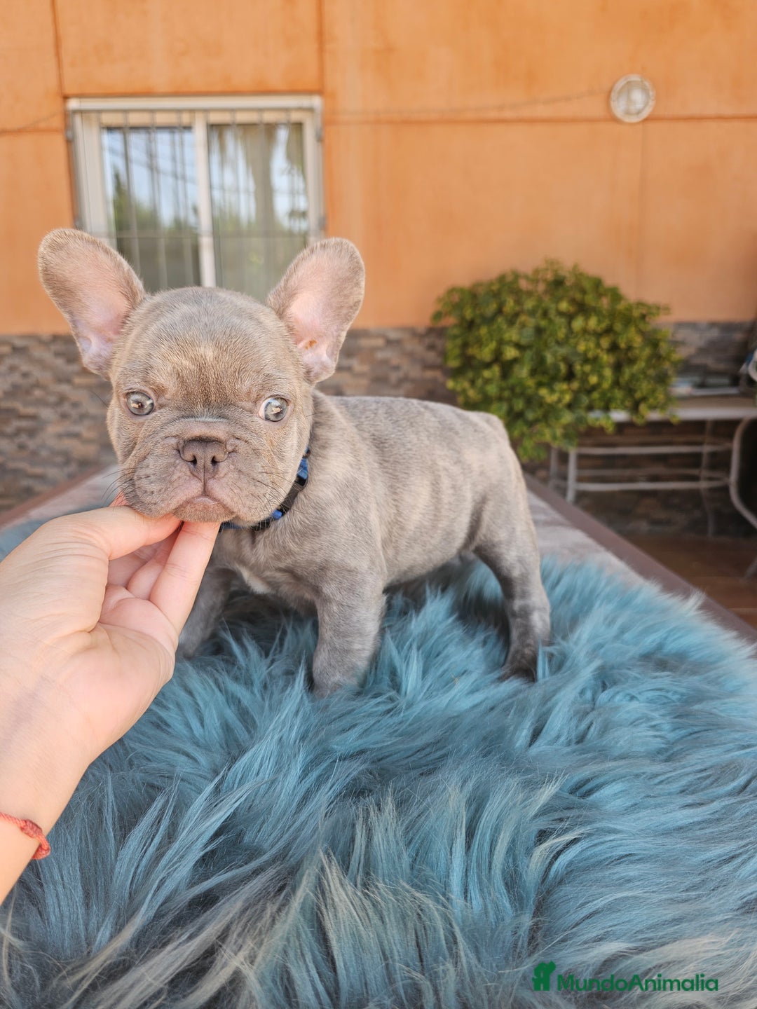 Bulldog Francés perros en venta: Bulldog francés lilac - Imagen 1