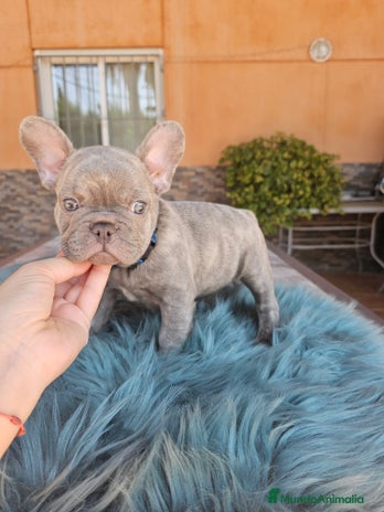 Bulldog Francés perros - Anuncio 8