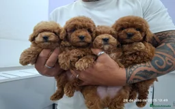 Caniche Toy perros en venta: Cachorros de caniche  - Imagen 2